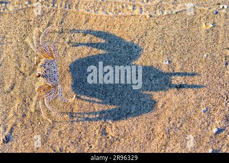 Am Meeresstrand Galveston, Texas, USA, gibt es junge Geisterkrabben oder Sandkrabben (Ocypode quadrata), deren Schatten auf dem Sand liegt. Stockfoto