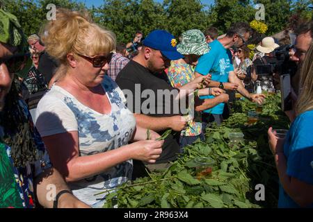 Bridport, Dorset. 24. Juni 2023 World Nettle Eating Contest. Auf der Dorset Nectar Cider Farm, Bridport, Dorset. Kredit: Steve Davey/Alamy Live News Stockfoto