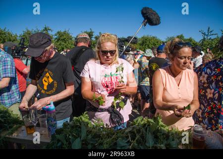 Bridport, Dorset. 24. Juni 2023 World Nettle Eating Contest. Auf der Dorset Nectar Cider Farm, Bridport, Dorset. Kredit: Steve Davey/Alamy Live News Stockfoto