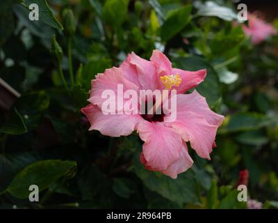 Leicht getrocknete rosafarbene weiße Hibiskuspflanze Stockfoto