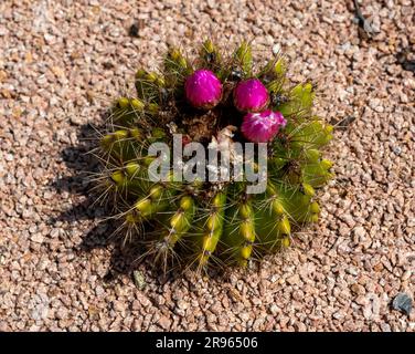 Cactaceae - Kaktusblume blüht draußen sehr schön Stockfoto