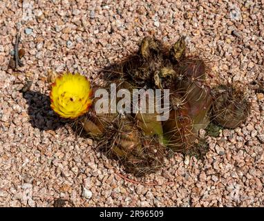 Cactaceae - Kaktusblume blüht draußen sehr schön Stockfoto