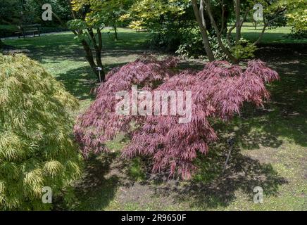 Acer palmatum dissectum atropurpureum, japanischer Ahorn Stockfoto