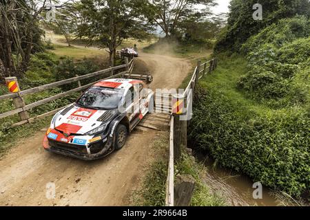 33 Elfyn EVANS (GBR), Scott MARTIN (GBR), TOYOTA GAZOO RACING WRT, TOYOTA GR Yaris Rally1 Hybrid, WRC, WRC, Action während der Safari Rally Kenya 2023, 7. Runde der WRC World Rally Car Championship 2023, vom 22. Bis 25. Juni 2023 in Naivasha, Nakuru County, Kenia Stockfoto