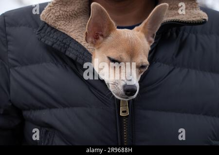 Ein chihuahua Hund sitzt in einer Herrenjacke für einen Spaziergang im Winter auf der Straße, der Hund friert ein und sitzt in einer Jacke in der Kälte Stockfoto