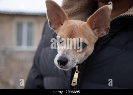 Ein chihuahua Hund sitzt in einer Herrenjacke für einen Spaziergang im Winter auf der Straße, der Hund friert ein und sitzt in einer Jacke in der Kälte Stockfoto