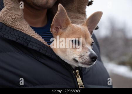 Ein chihuahua Hund sitzt in einer Herrenjacke für einen Spaziergang im Winter auf der Straße, der Hund friert ein und sitzt in einer Jacke in der Kälte Stockfoto