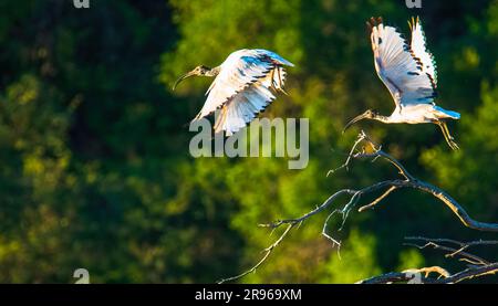 Ich fliege. Ein Paar afrikanisch heilige ibis verlassen ihren Unterschlupf am frühen Morgen im Malatse Dam Hide, Pilanesberg Nationalpark. Stockfoto