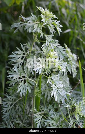 In freier Wildbahn wächst ein bitterer Wurmholz-Busch (Artemisia absinthium) Stockfoto