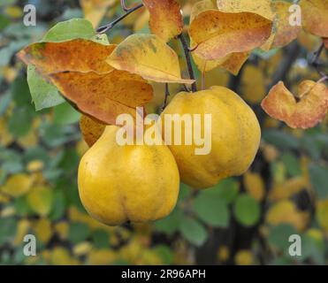 Quitten (Cydonia oblonga) reift am Strauchzweig Stockfoto