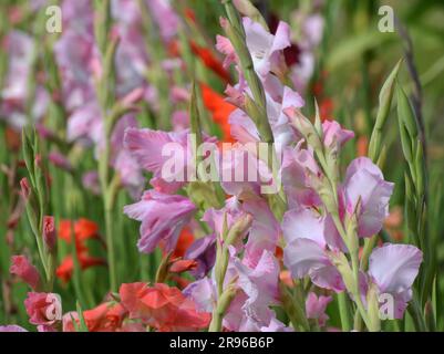 Im Sommer blüht Gladiolus auf dem Blumenbeet Stockfoto