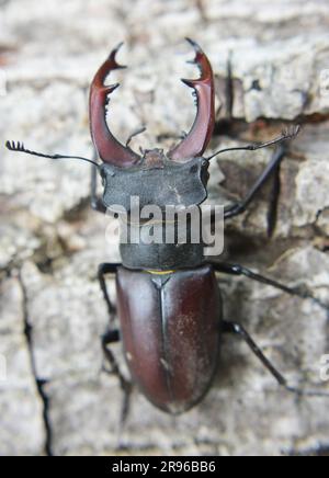 In freier Wildbahn ein männlicher Hirschkäfer (Lucanus cervus) Stockfoto