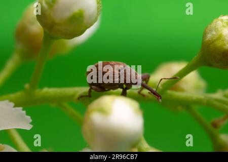 Cherry Weevil, Anthonomus rectirostris auf Bird Cherry Zweig mit grünem Hintergrund Stockfoto