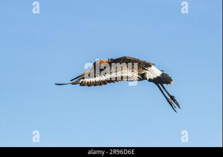 Schwarzschwanzgott im Flug, Island, Schiff à Warteschlangen noire en vol Stockfoto