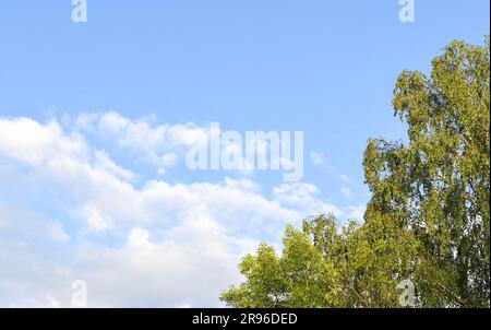 50 Schattierungen von Grün Stockfoto