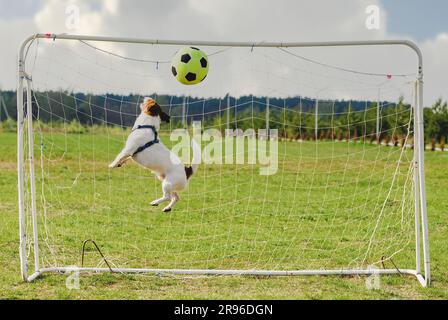 Lustiger Hund spielt Fußball als Torwart (Profilsprung). Humorvolles Fußballkonzept Stockfoto