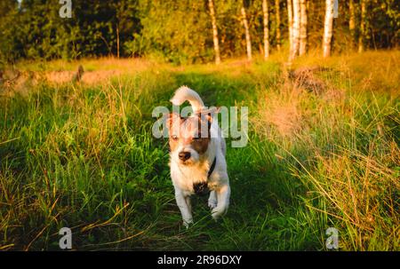 Hund, der von der Leine läuft, auf einem Waldweg, der in wilder Landschaft spaziert Stockfoto