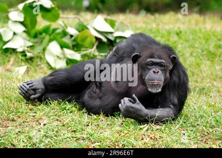 Zentraler Schimpansen (Pan troglodytes troglodytes), Erwachsener, weiblicher Schimpansen, Pan (troglodytes troglodytes) Schimpansen, erwachsener weiblicher Schimpansen Stockfoto