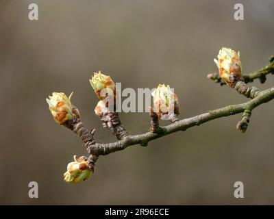 Knospen brechen im Frühling am Obstbaum auf Stockfoto
