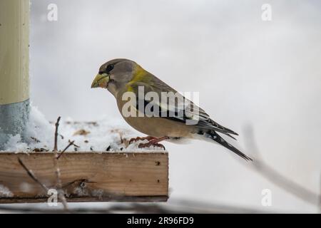 Weiblich, abendlicher Schnabel, Hesperiphona Vespertine, auf Vogelfutter und auf Baumästen warten Stockfoto