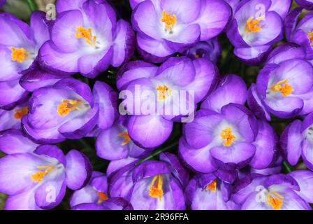 Feld mit violetten Krokusblüten Stockfoto