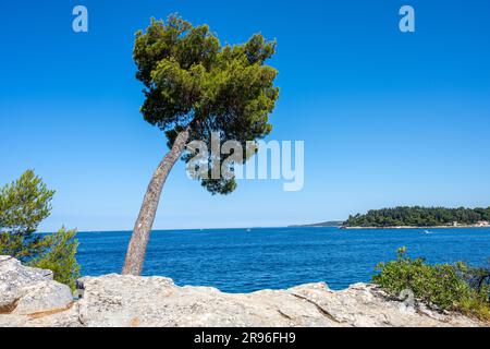 Kiefer am Meer in Kroatien gesehen Stockfoto