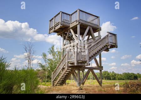 Hölzerner Aussichtsturm auf Heiden im De Meinweg Nationalpark, Teil des Maas-Schwalm-Nette Parks, Limburg, Niederlande Stockfoto