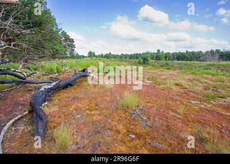 Die Heiden mit verbrannten Bäumen im Nationalpark De Meinweg, Teil des Parks Maas-Schwalm-Nette, Limburg, Niederlande Stockfoto