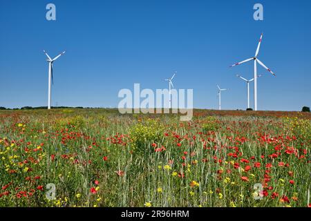 Windturbinen und eine blühende Wiese, gesehen in Deutschland Stockfoto