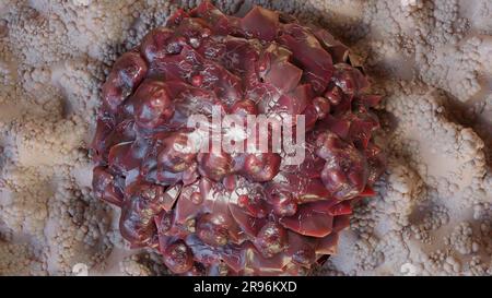 Unkontrolliertes Wachstum von Krebszellen über Gewebe, Tumorinfektionszellen und Ausbreitung, invasive Entzündung und Metastasen Krebs. Reproduzieren Stockfoto