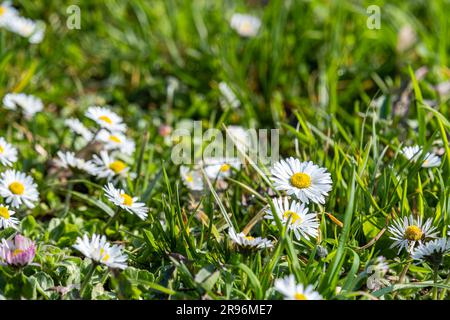 Gänseblümchen auf einer grünen Wiese im Sonnenlicht Stockfoto