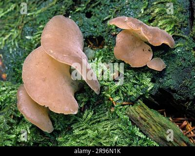 Jelly Rot (Phlebia tremellosa) Schleswig-Holstein, Deutschland Stockfoto