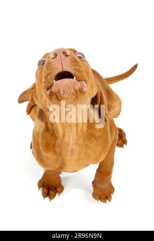 Magyar Vizsla, Welpe, 11 Wochen, kurzhaariger ungarischer Zeigehund Stockfoto