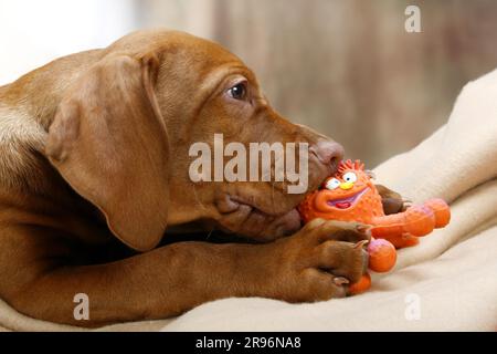 Magyar Vizsla, Hündchen, 11 Wochen, mit Spielzeug, kurzhaariger ungarischer Zeigehund, seitlich Stockfoto
