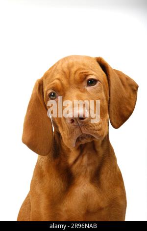 Magyar Vizsla, Welpe, 11 Wochen, kurzhaariger ungarischer Zeigehund Stockfoto