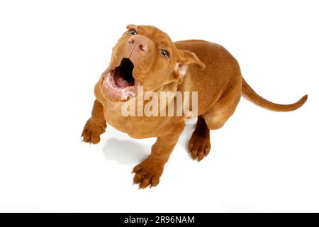 Magyar Vizsla, Welpe, 11 Wochen, kurzhaariger ungarischer Zeigehund Stockfoto