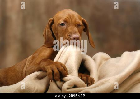 Magyar Vizsla, Welpe, 11 Wochen, mit Wolldecke, kurzhaariger ungarischer Hund Stockfoto