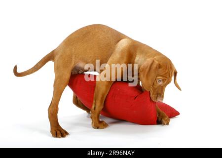 Magyar Vizsla, Welpe, 11 Wochen, mit Kissen, ungarischer Hund mit Schenkel, Männlich Stockfoto
