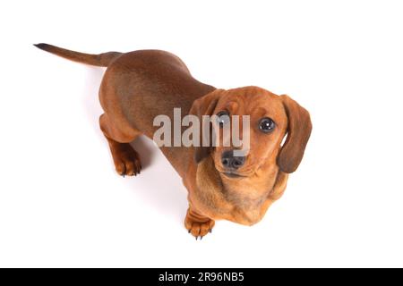Stacheldachshund, rot, Dachshund, Dachshund Stockfoto