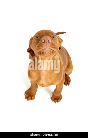 Magyar Vizsla, Welpe, 11 Wochen, kurzhaariger ungarischer Zeigehund Stockfoto