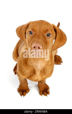Magyar Vizsla, Welpe, 11 Wochen, kurzhaariger ungarischer Zeigehund Stockfoto