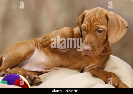Magyar Vizsla, Hündchen, 11 Wochen, mit Spielzeug, kurzhaariger ungarischer Zeigehund, Männlich Stockfoto