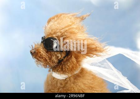 Zwergpudel, rote Aprikose, in Flieger-Outfit, Pilotenbrille, Spielzeugpudel, Wind Stockfoto