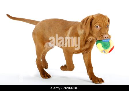 Magyar Vizsla, Hündchen, 11 Wochen, mit Spielzeug, kurzhaarigem ungarischen Zeigehund, Ball Stockfoto