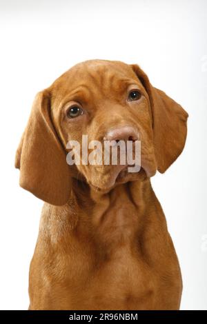 Magyar Vizsla, Welpe, 11 Wochen, kurzhaariger ungarischer Zeigehund Stockfoto