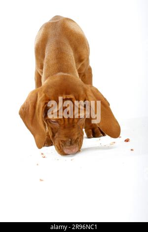 Magyar Vizsla, Welpe, 11 Wochen, kurzhaariger ungarischer Zeigehund Stockfoto