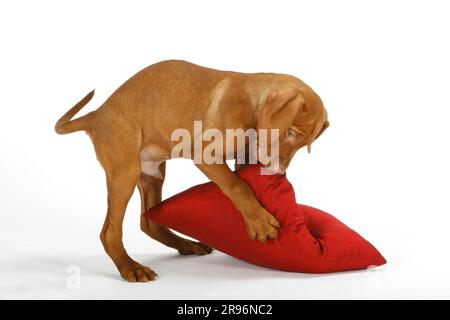 Magyar Vizsla, Welpe, 11 Wochen, mit Kissen, ungarischer Hund mit Schenkel, Männlich Stockfoto