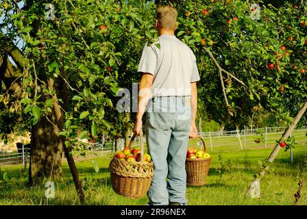 Man trägt Körbe mit Äpfeln (Malus domestica), Apfelernte, Äpfeln und Äpfeln Stockfoto