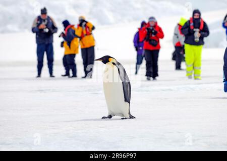 Touristen beobachten Kaiserpinguin (Aptenodytes foresteri), Antarktis Stockfoto