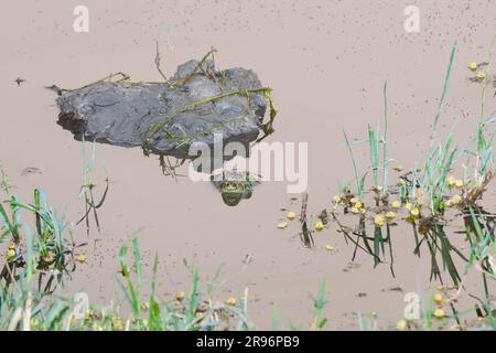 Indische Flapshell-Schildkröte, Keoladeo Ghana-Nationalpark, Rajasthan, Indien (Lissemys punctata), indische Schlammschildkröte Stockfoto